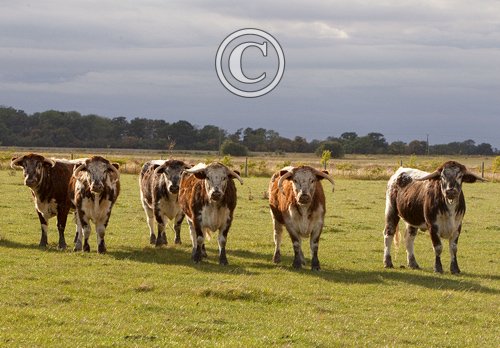 Longhorns DM1276